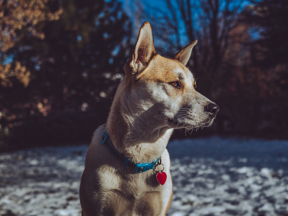 brown and white short coated dog on snow covered ground during daytime