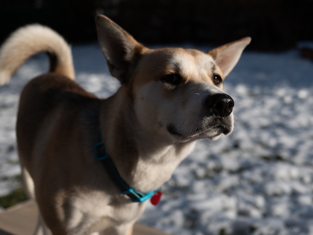 brown and white short coated dog with blue collar