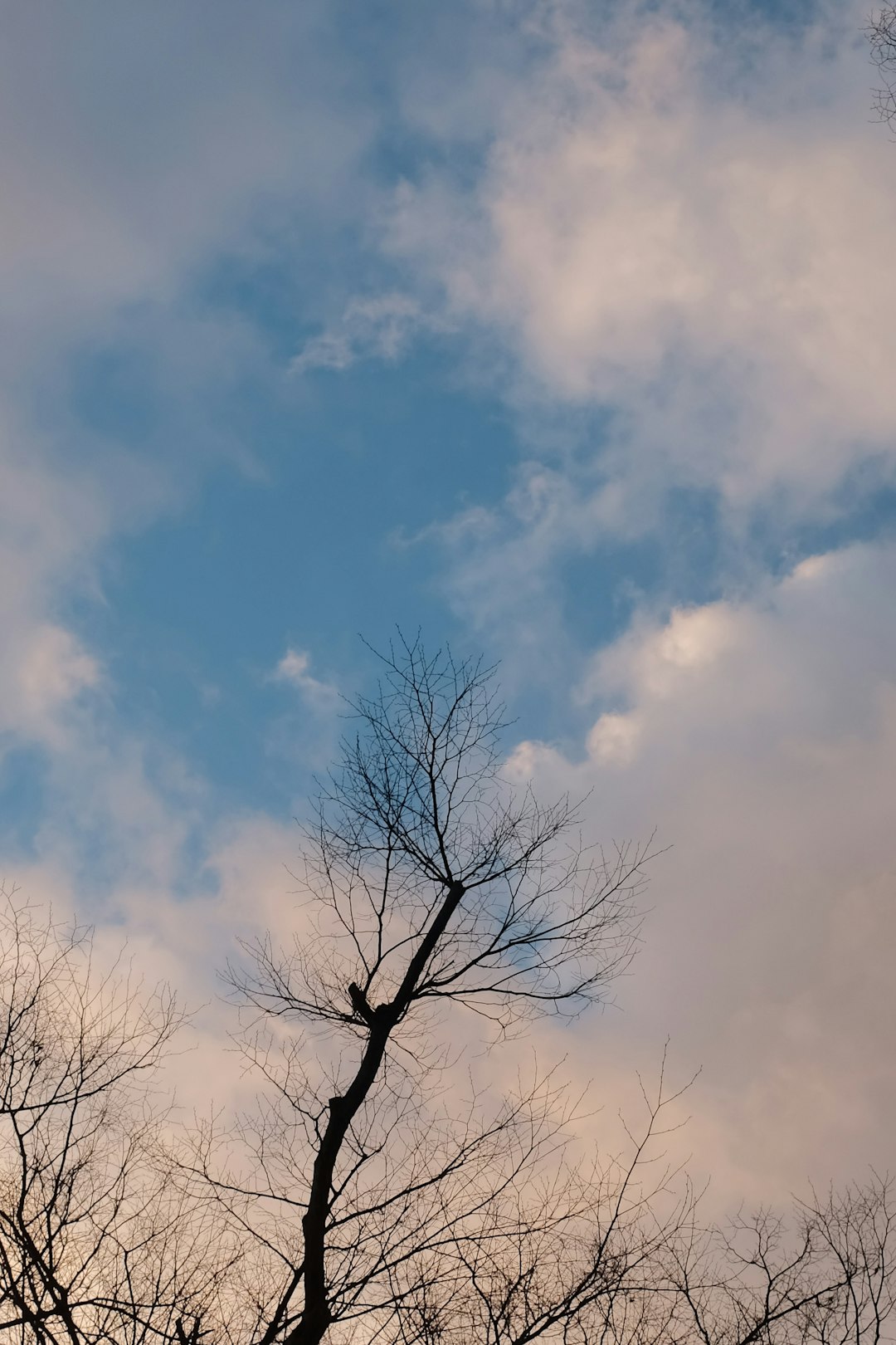 leafless tree under blue sky