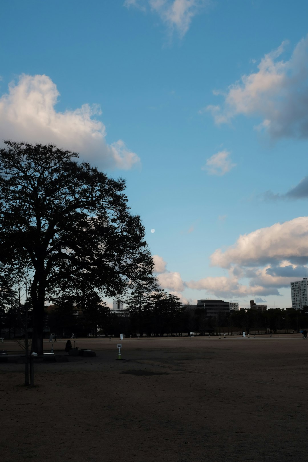 green trees under blue sky during daytime