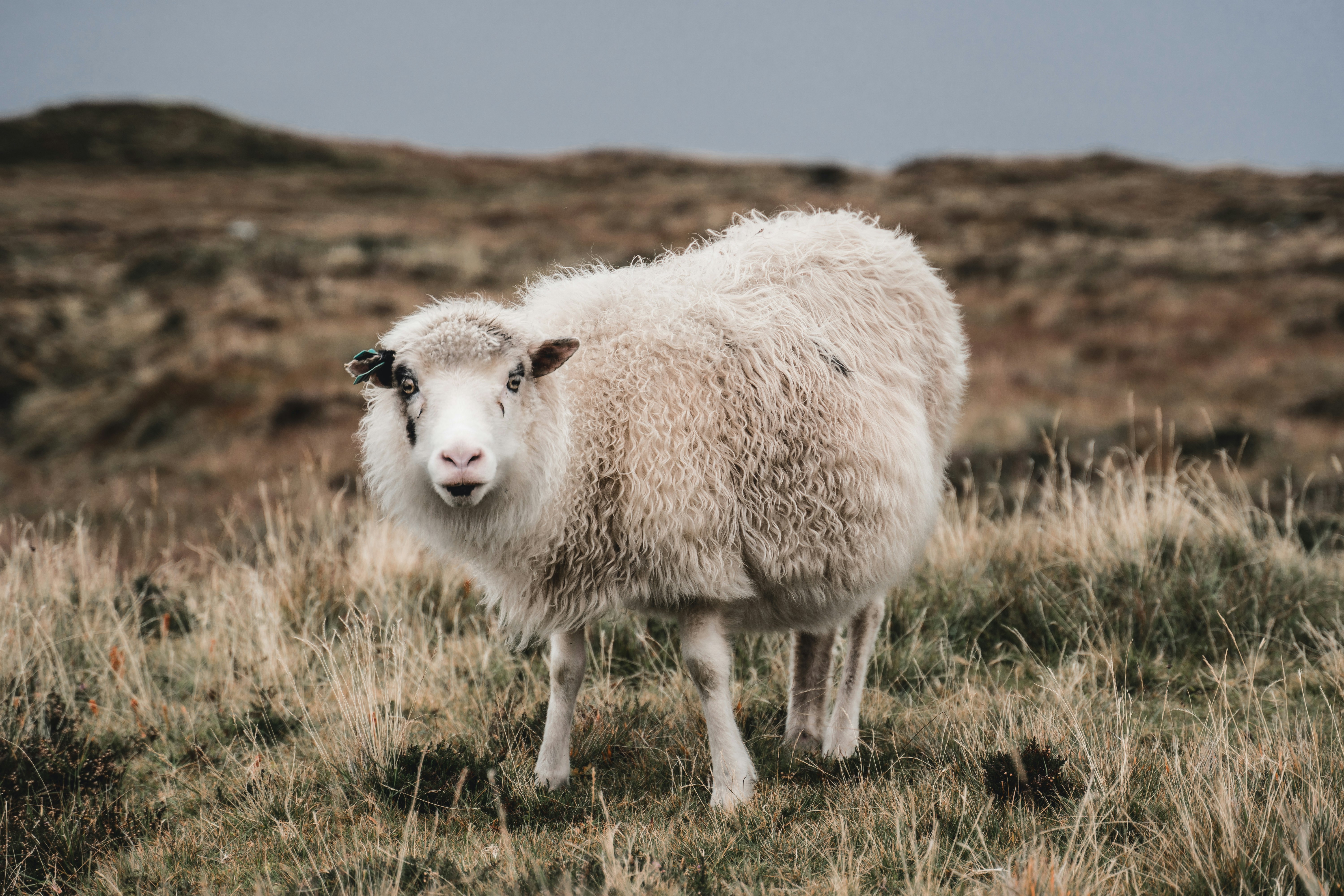 Pierwszy konkurs Pucharu Świata w Zakopanem