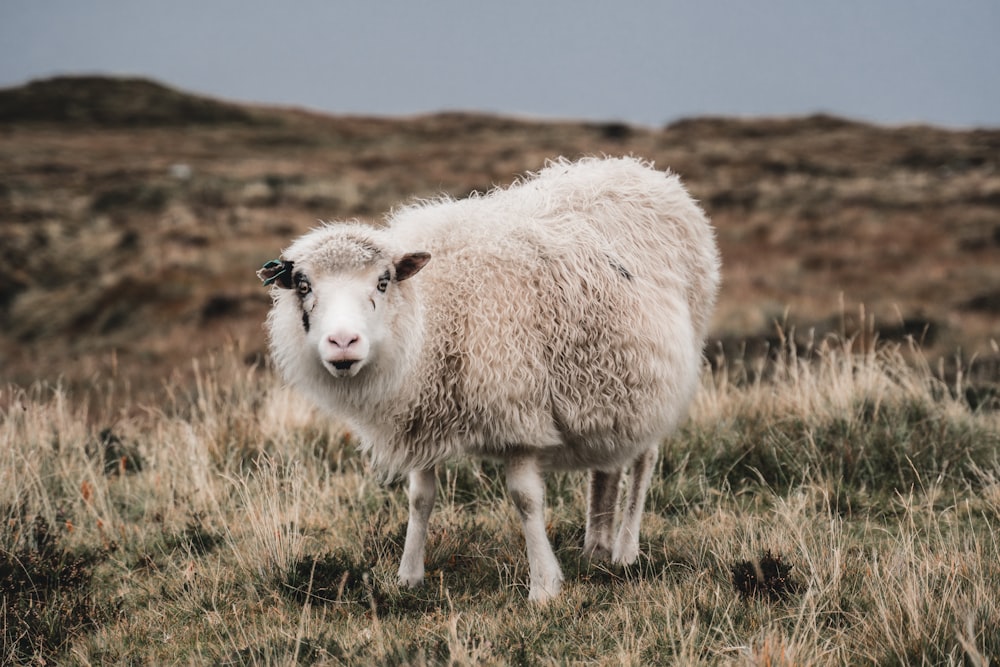 white sheep on green grass field during daytime