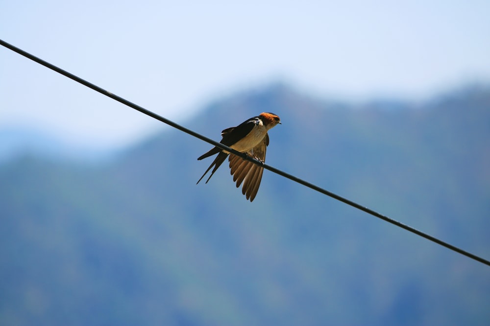 black and yellow bird on black wire during daytime