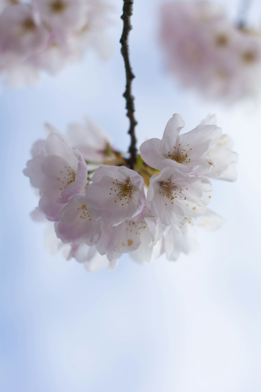 white and pink cherry blossom in close up photography