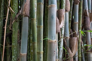 Bamboo Shoot