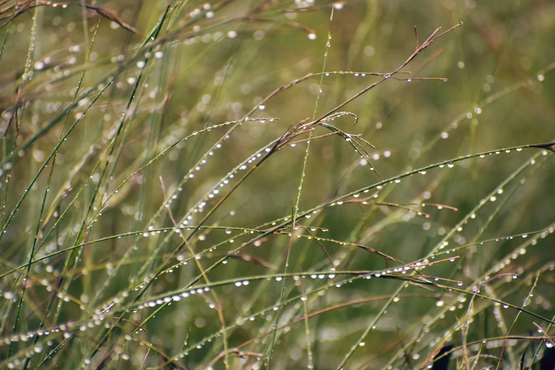 brown grass in tilt shift lens