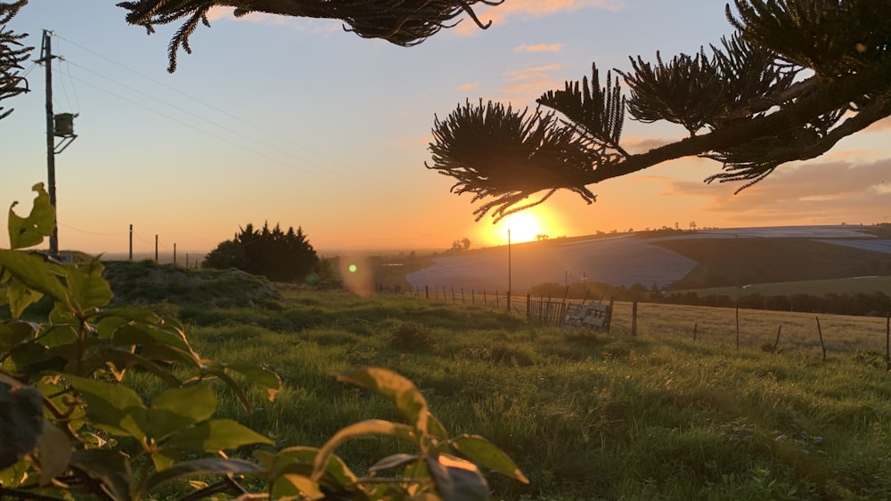 campo di erba verde durante il tramonto