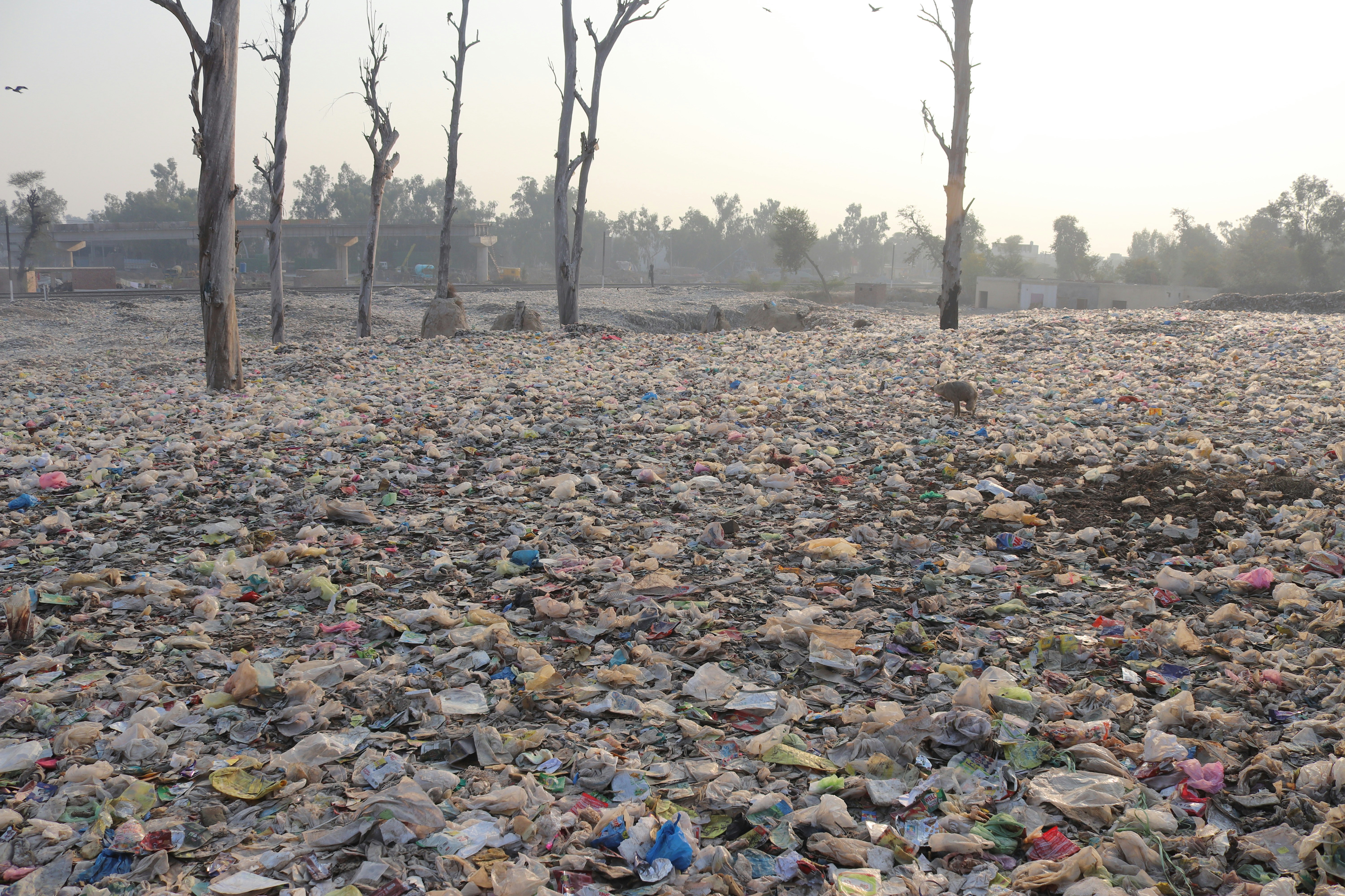 brown bare trees on brown field during daytime