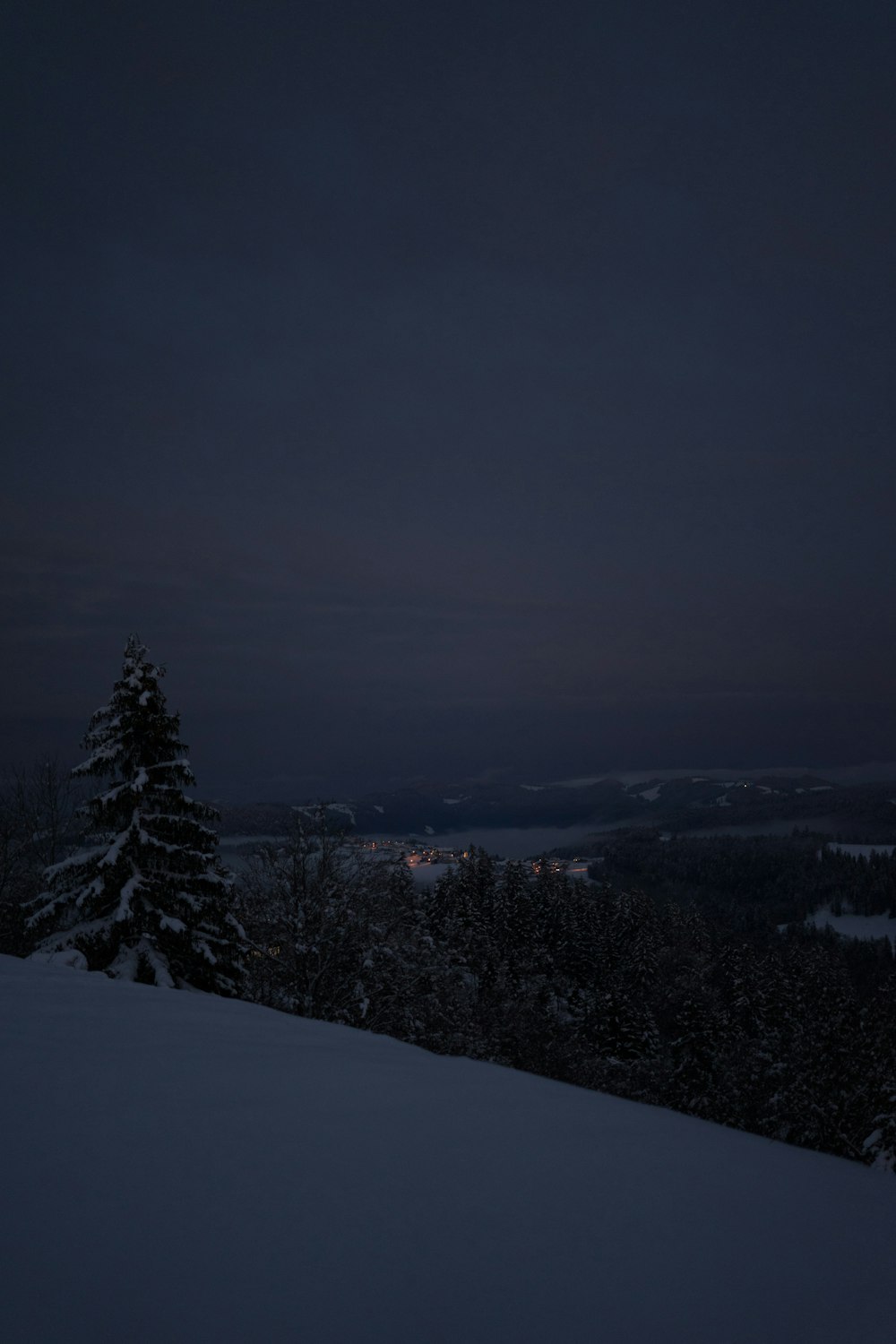 Grüne Kiefer auf schneebedecktem Boden während der Nacht