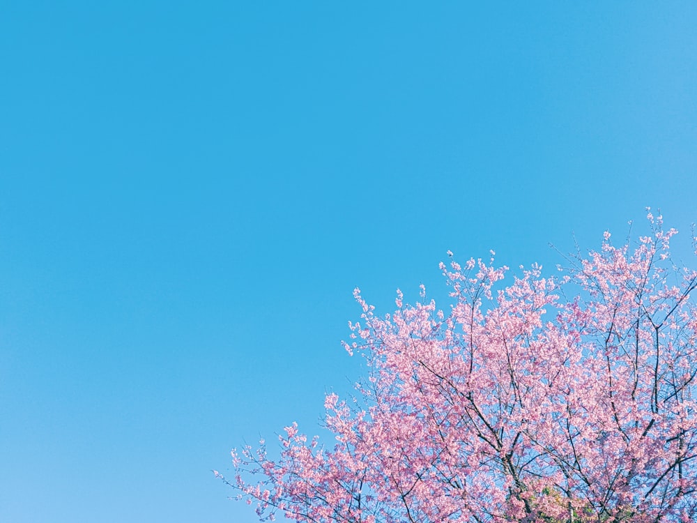 낮 푸른 하늘 아래 분홍색 벚꽃 나무