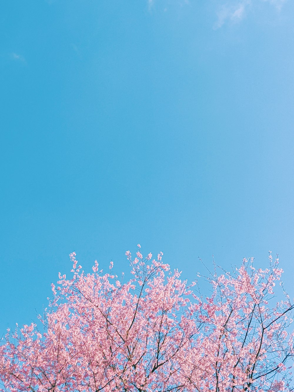 昼間の青空にピンク色の桜の木