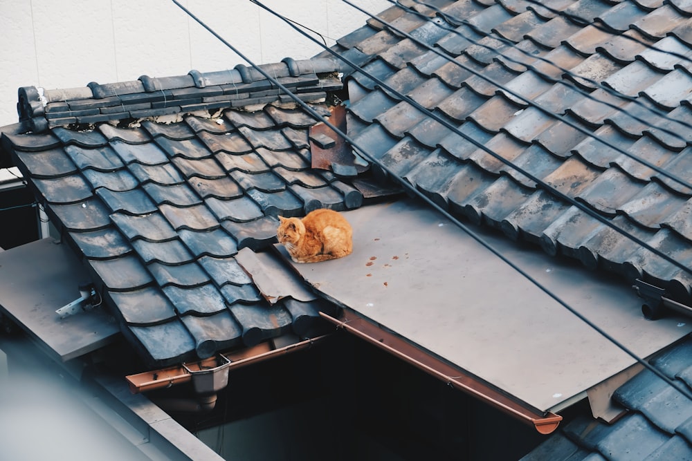 brown bread on black roof