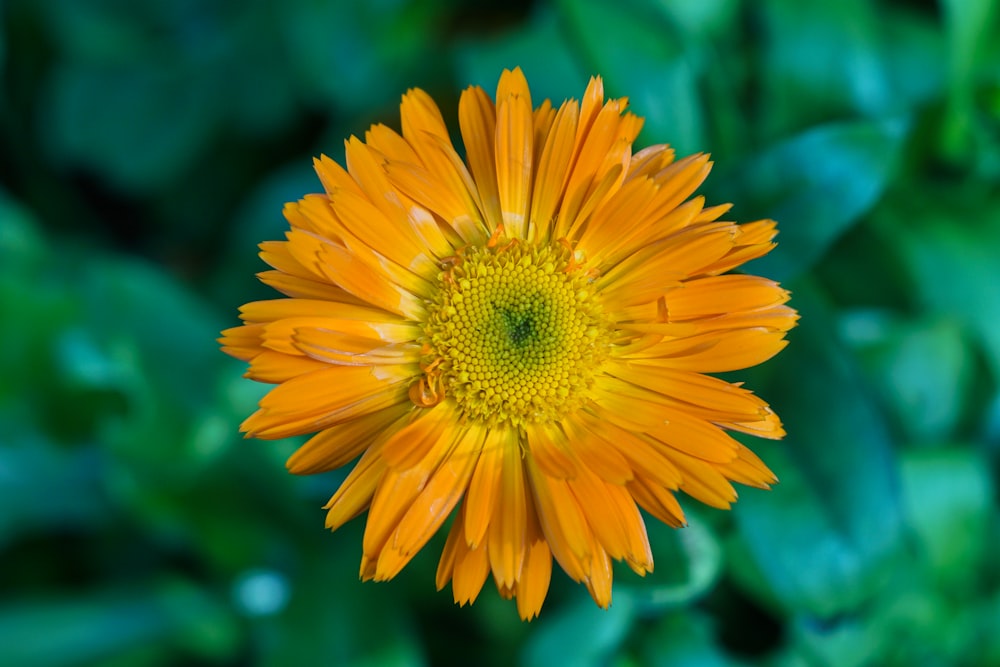 yellow flower in tilt shift lens