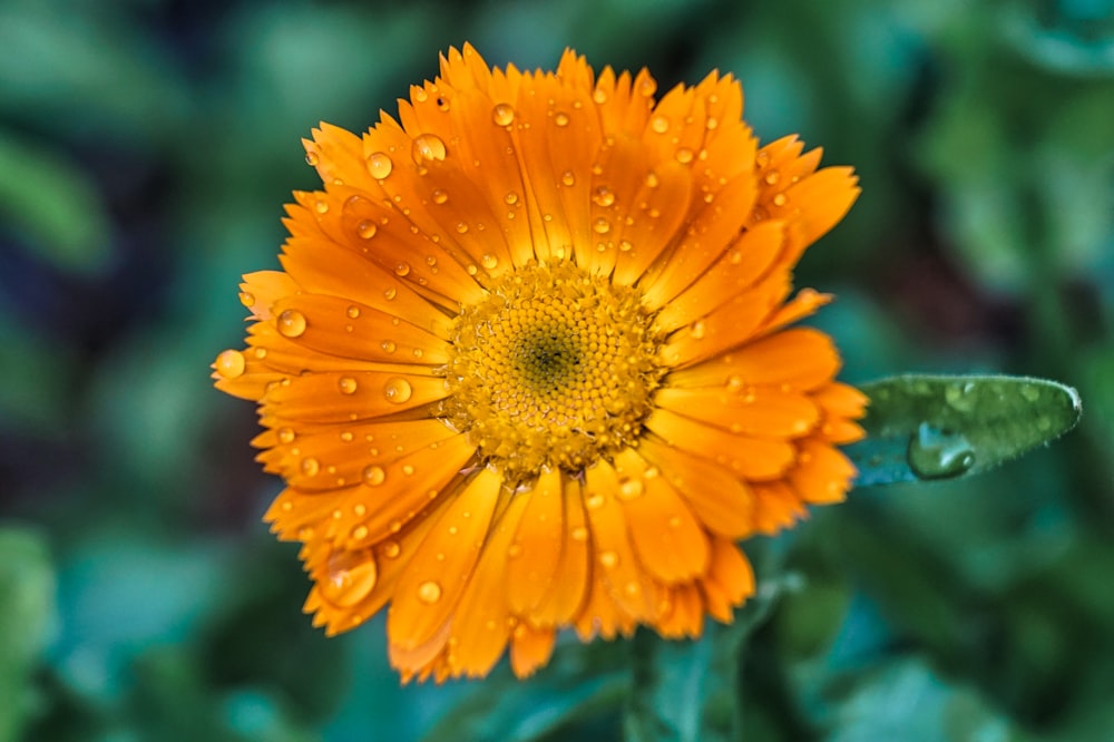 yellow flower in tilt shift lens