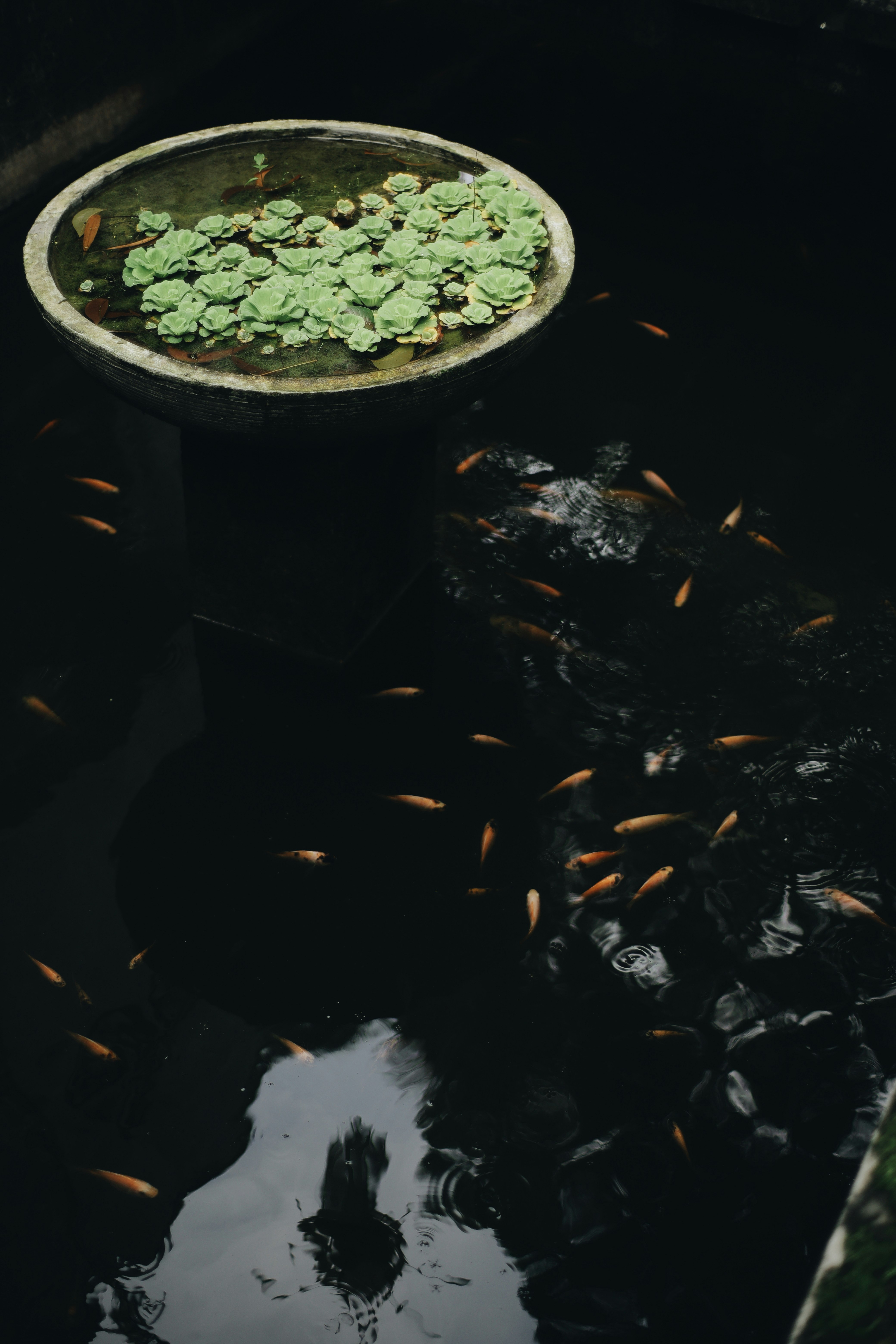 green plant on white pot