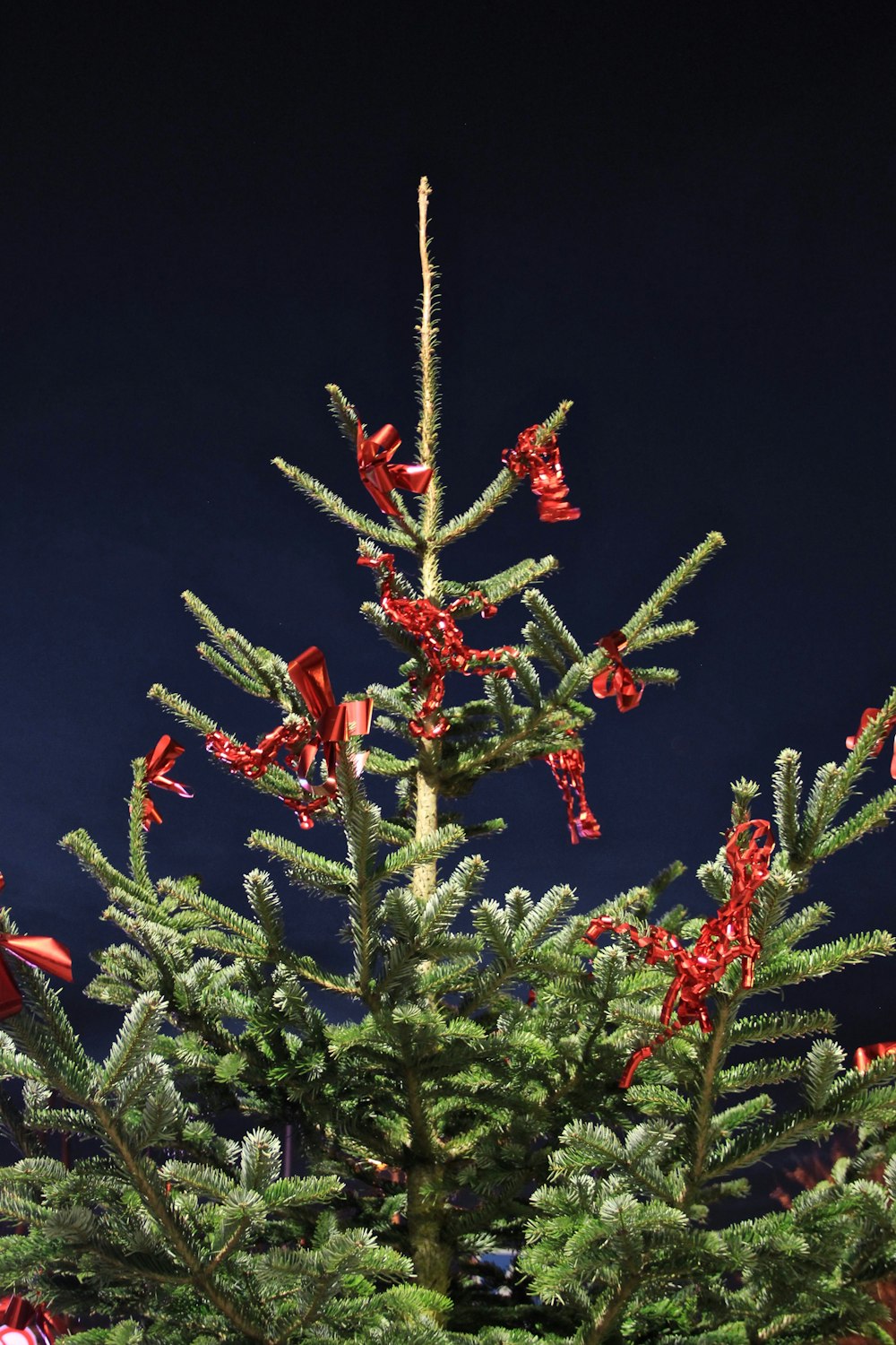 red and green plant with green leaves