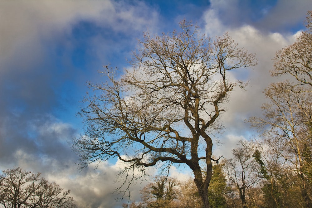 a bare tree with no leaves and a cloudy sky in the background