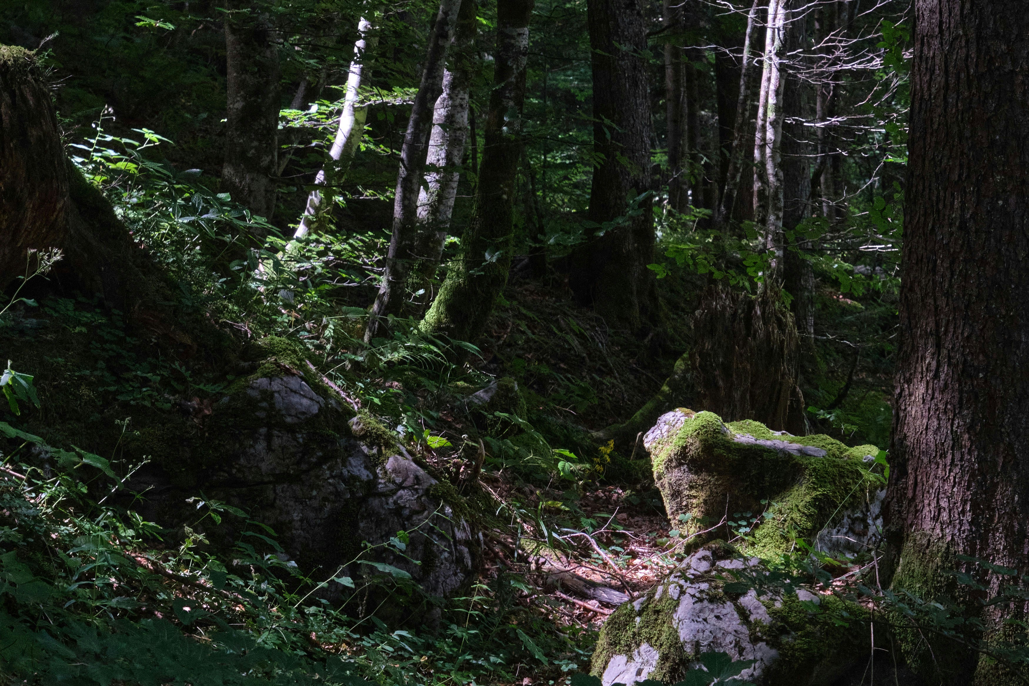 Woodland in Austria