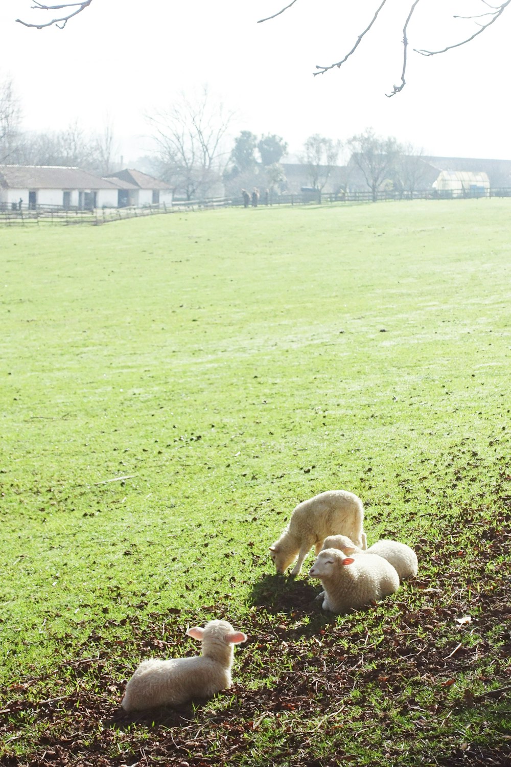 coelho marrom no campo verde da grama durante o dia