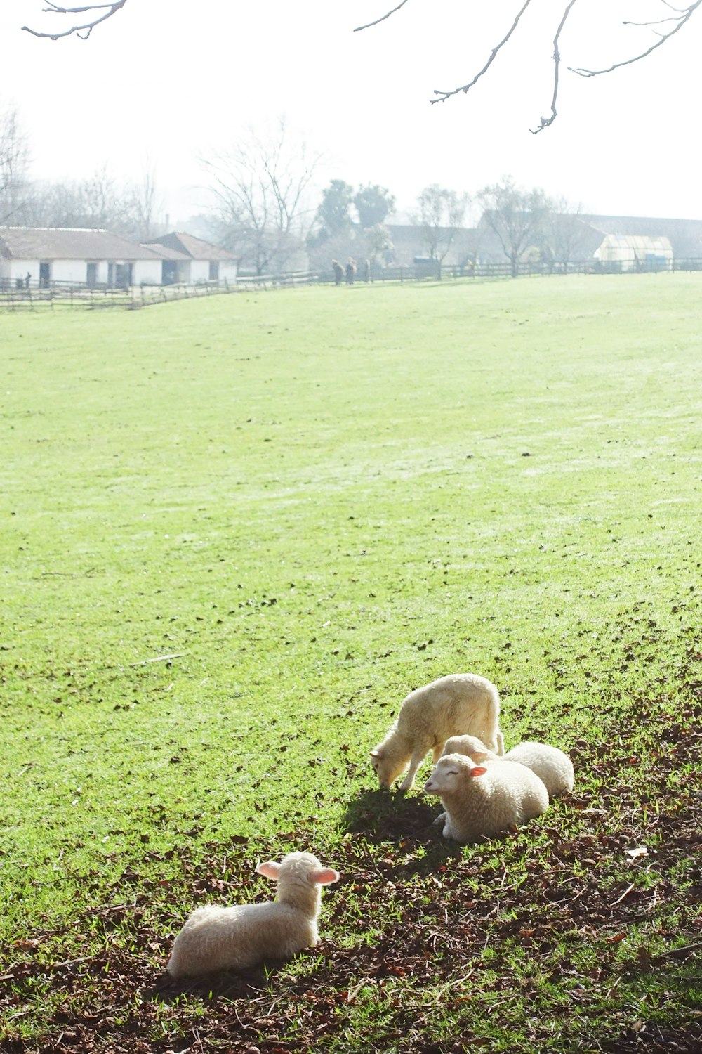 brown rabbit on green grass field during daytime