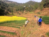 Several people are working in terraced fields surrounded by lush greenery and hills. A vibrant yellow field of flowers stands out against the green and brown earth tones. The group includes children and adults who appear to be engaged in agricultural activities.