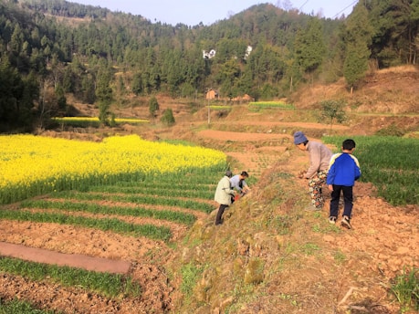 Several people are working in terraced fields surrounded by lush greenery and hills. A vibrant yellow field of flowers stands out against the green and brown earth tones. The group includes children and adults who appear to be engaged in agricultural activities.