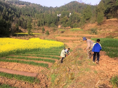 Farmers working together in a lush green turmeric field.