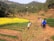 Several people are working in terraced fields surrounded by lush greenery and hills. A vibrant yellow field of flowers stands out against the green and brown earth tones. The group includes children and adults who appear to be engaged in agricultural activities.