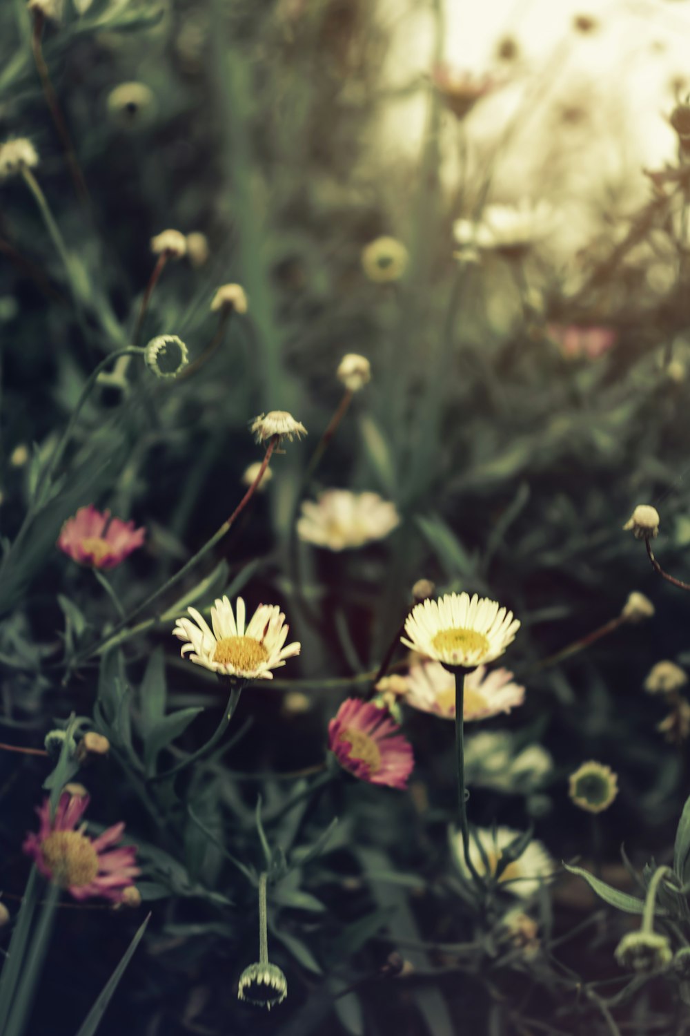 flores brancas e cor-de-rosa na lente tilt shift