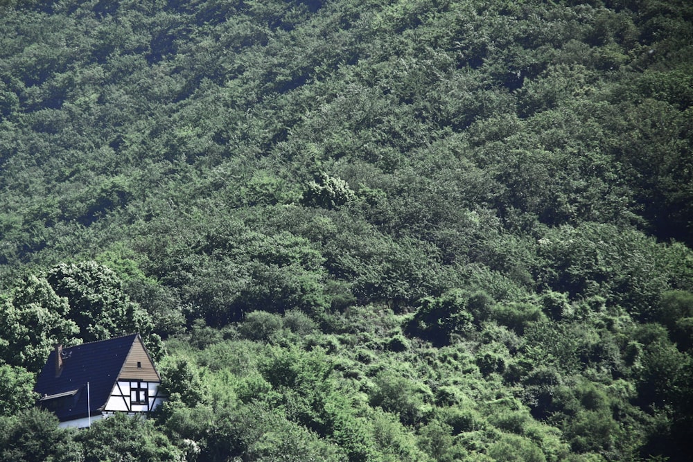 white and brown house on top of green forest during daytime