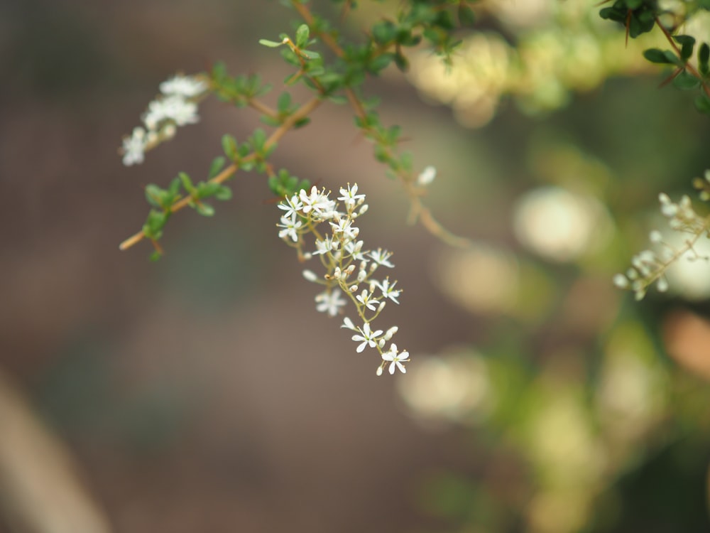 white flower in tilt shift lens