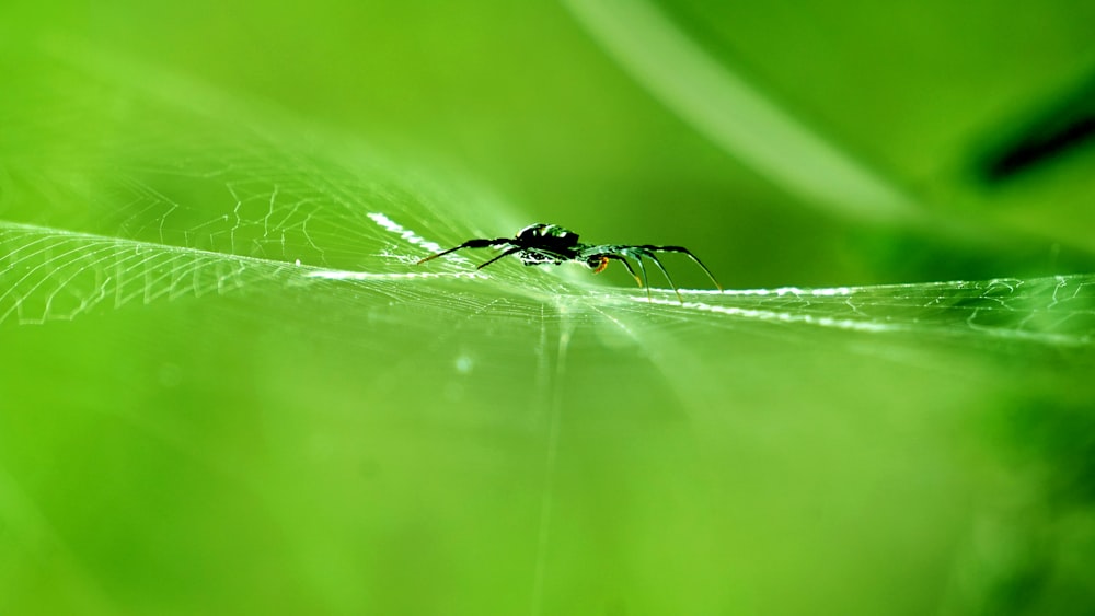 black ant on green leaf