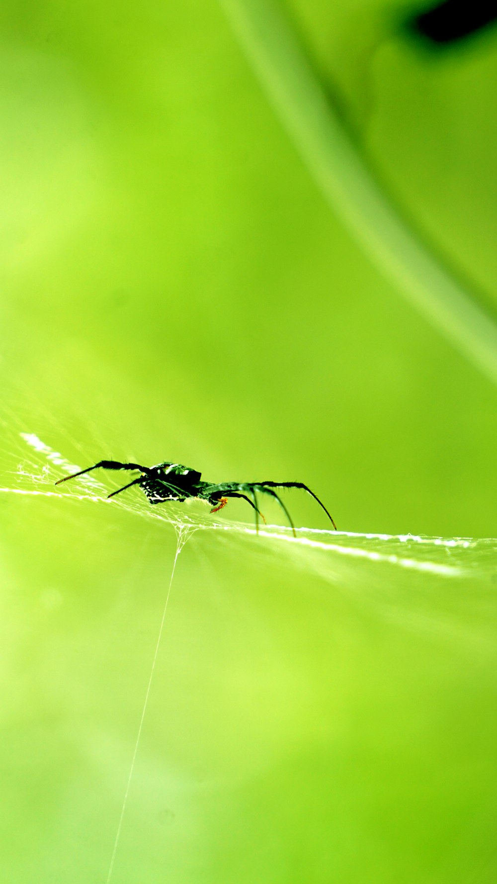 black and white spider on green leaf