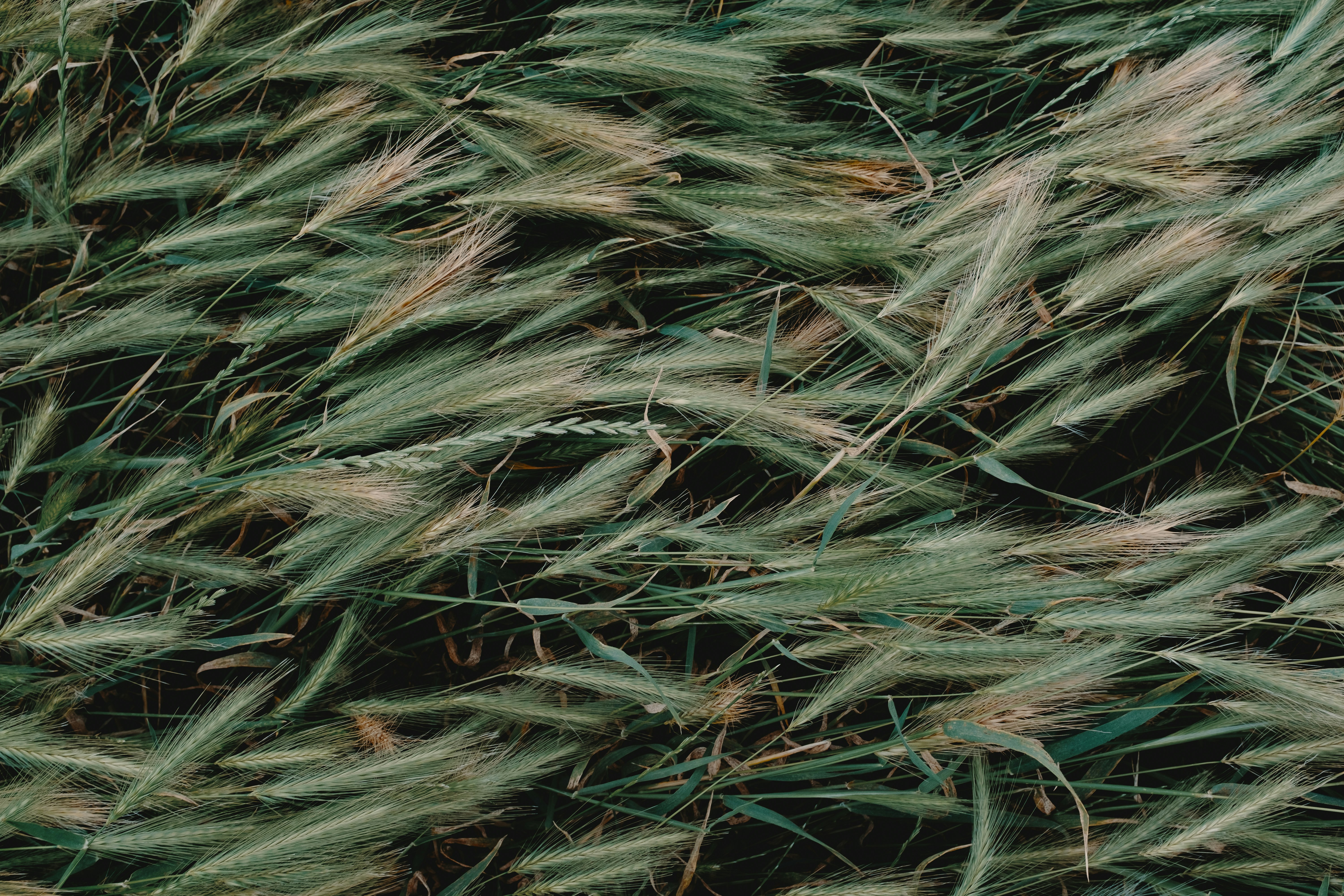 green and brown plant leaves