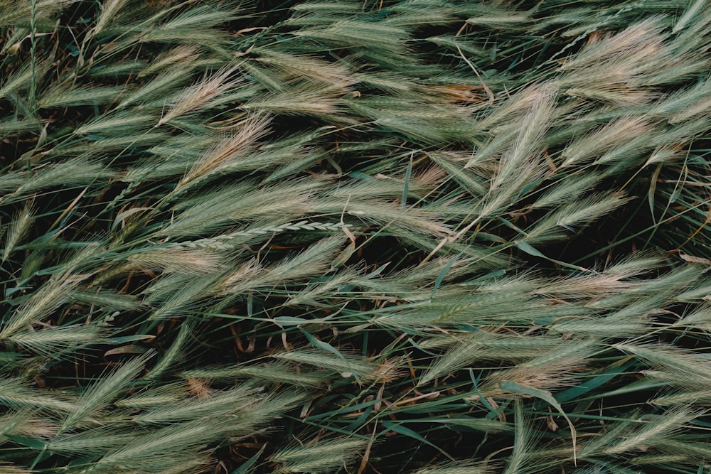 green and brown plant leaves