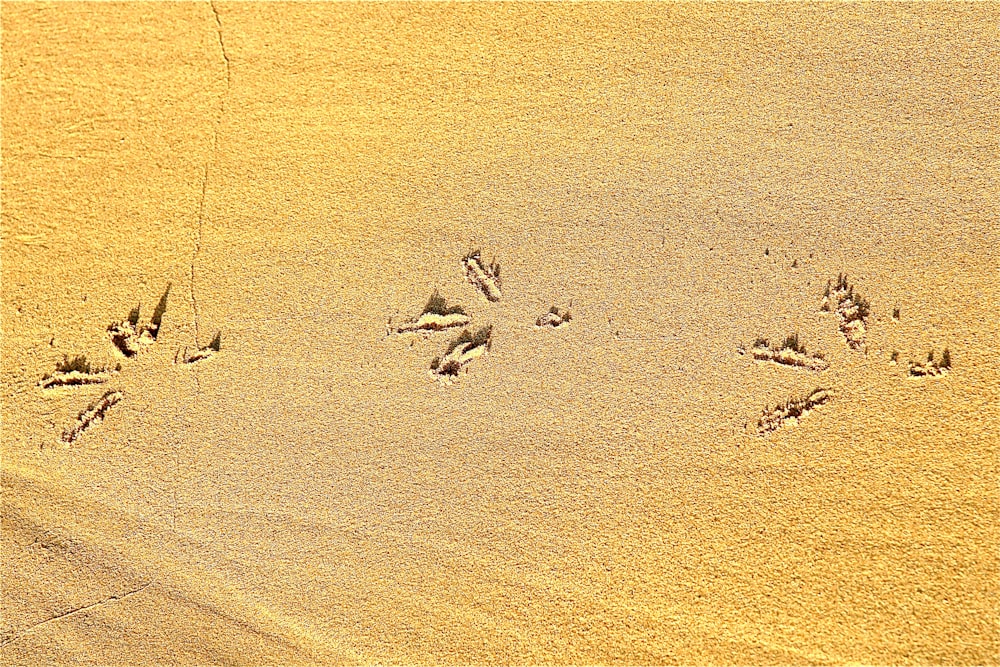 birds flying over the sand