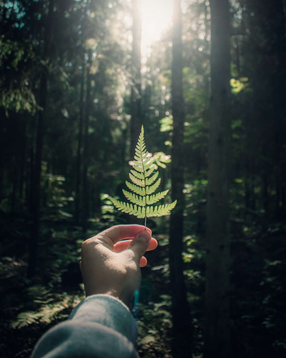 person holding green fern plant