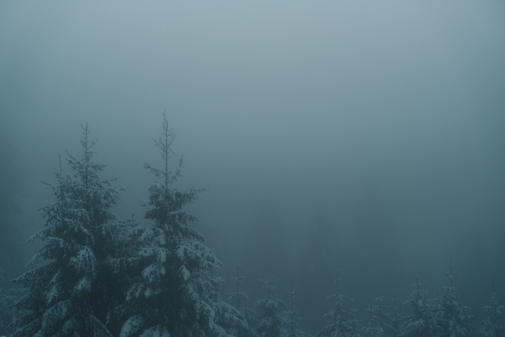 pini verdi coperti di nebbia