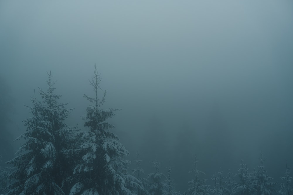 pins verts couverts de brouillard