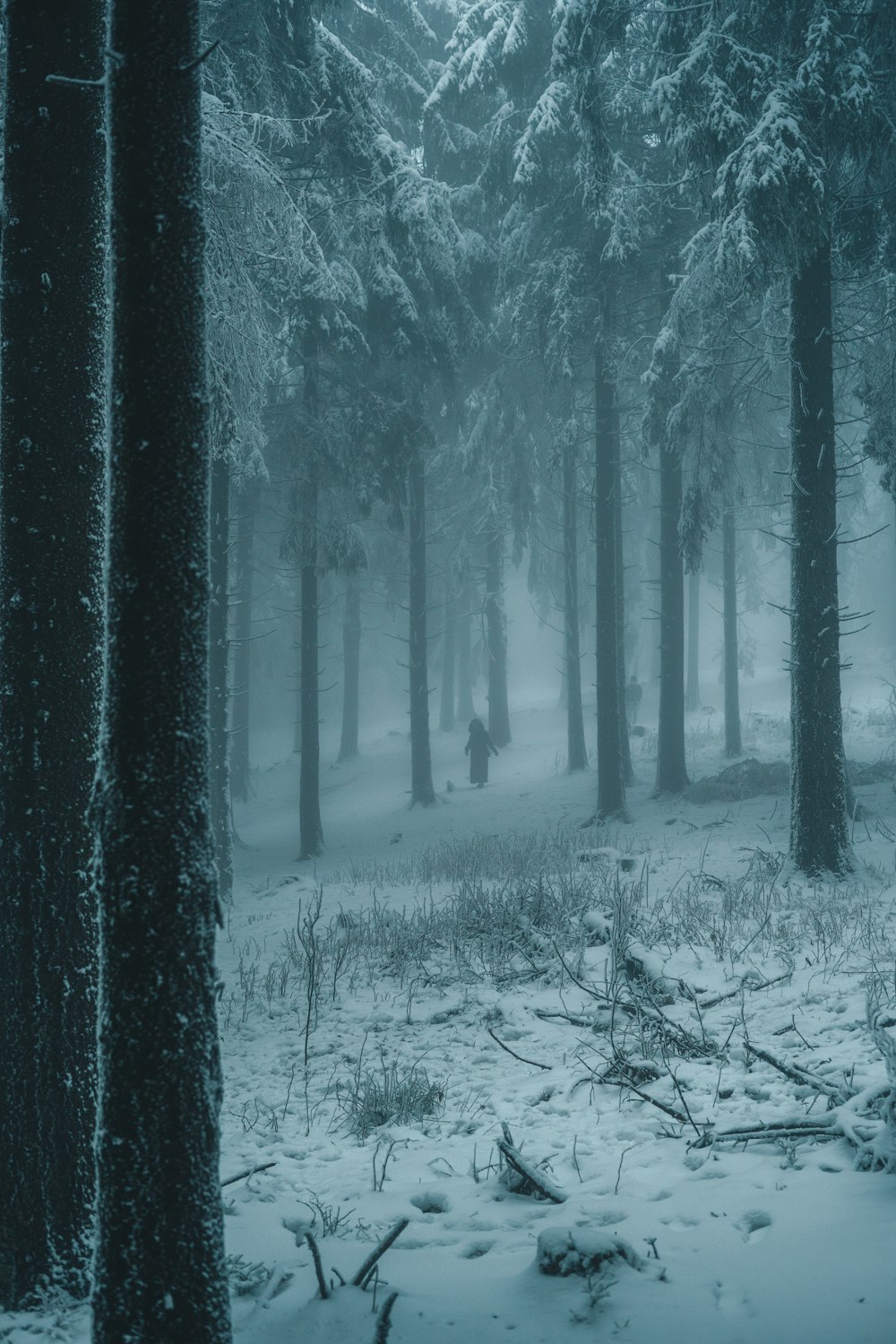 snow covered trees during daytime