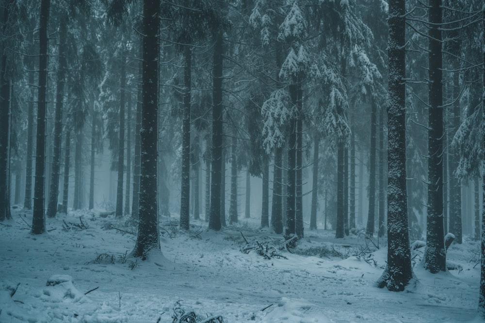 árvores cobertas de neve durante o dia