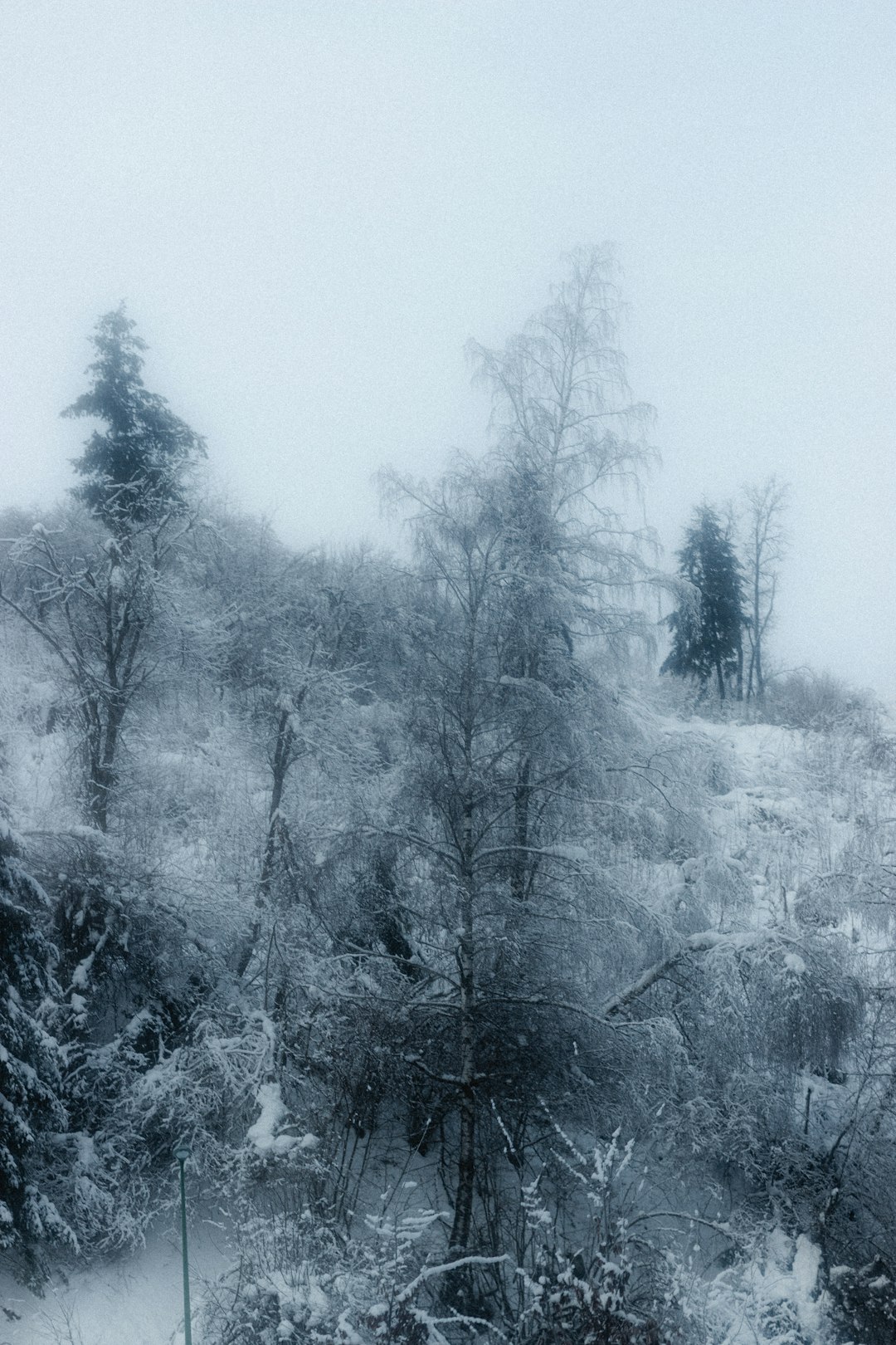 grayscale photo of trees covered with snow