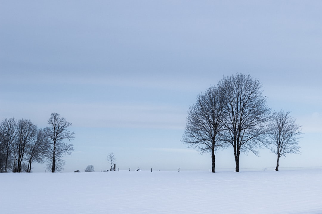 bare tree on snow covered ground during daytime