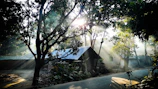 A peaceful morning scene with sunlight filtering through tropical trees near a village path.