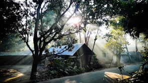 A peaceful morning scene with sunlight filtering through tropical trees near a village path.