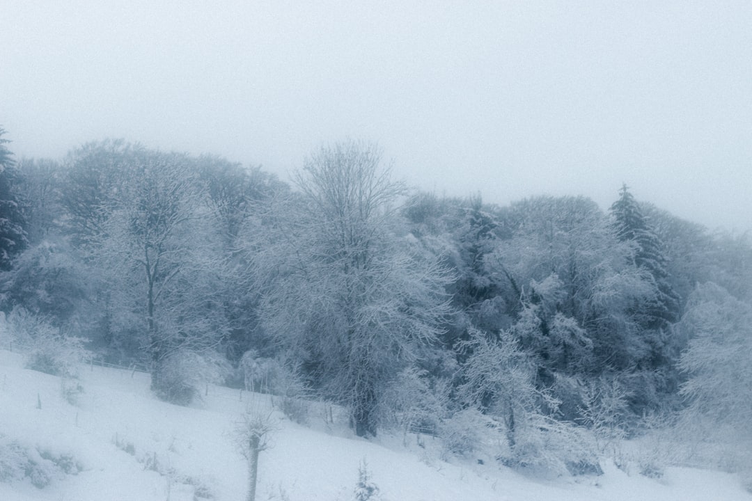 snow covered trees during daytime