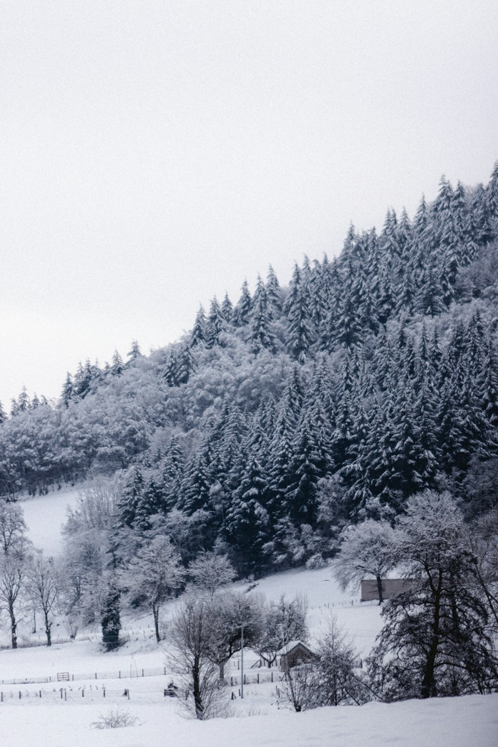 green trees covered with snow during daytime