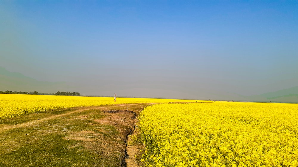 yellow flower field under blue sky during daytime