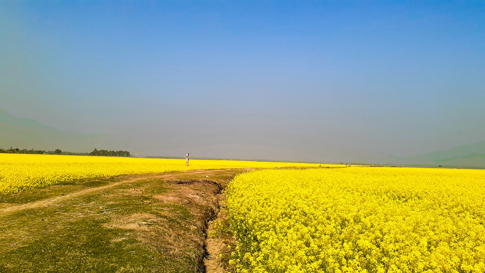 campo de flores amarillas bajo el cielo azul durante el día