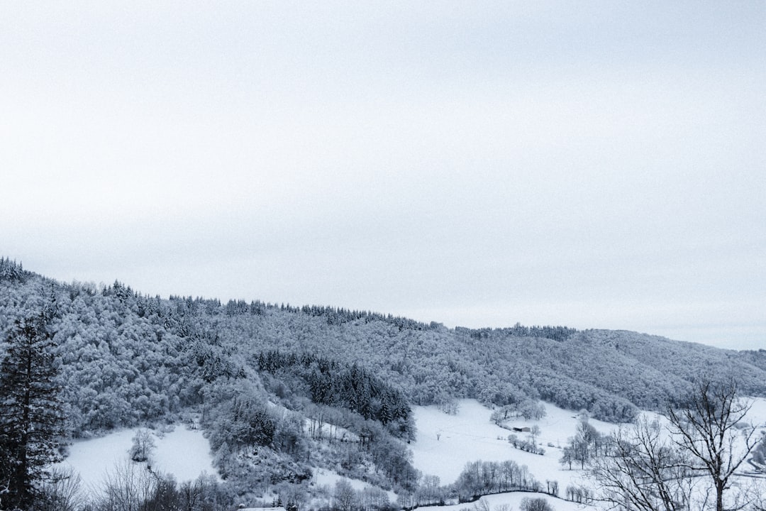 snow covered trees and mountains